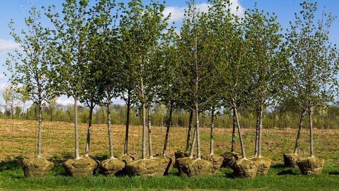 Row of young trees with root balls lined up in a grassy field under a blue sky