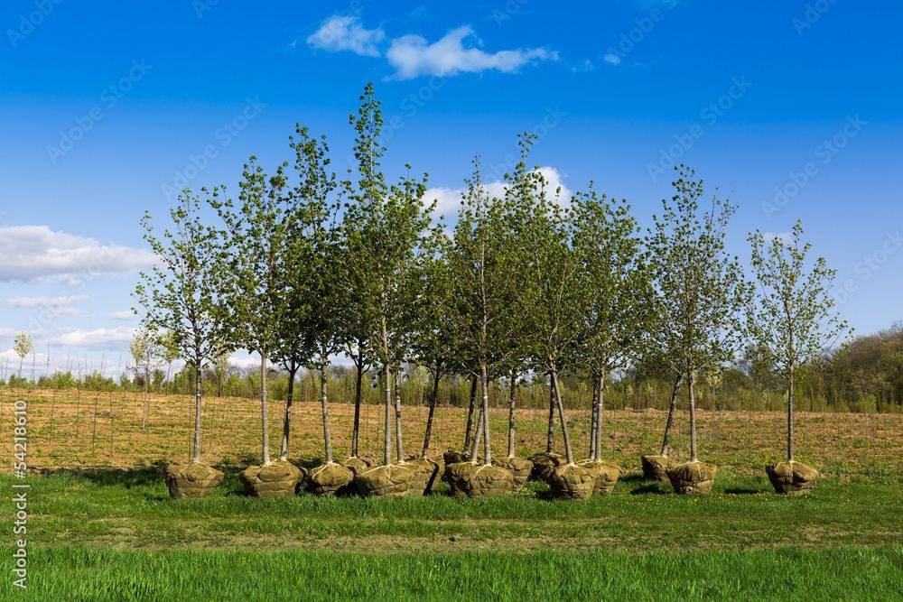 Row of young trees in a grassy field under a bright blue sky