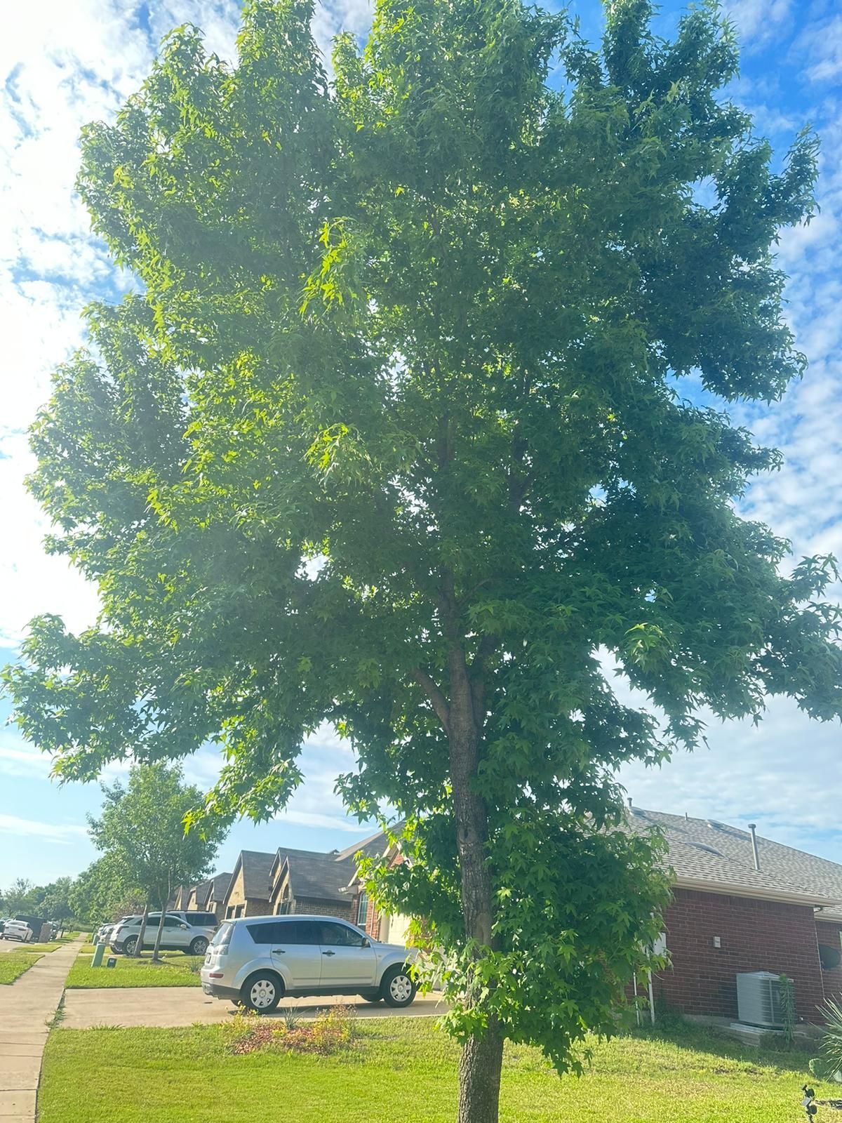 Tall leafy tree beside a parked white van and brick house on a sunny suburban street