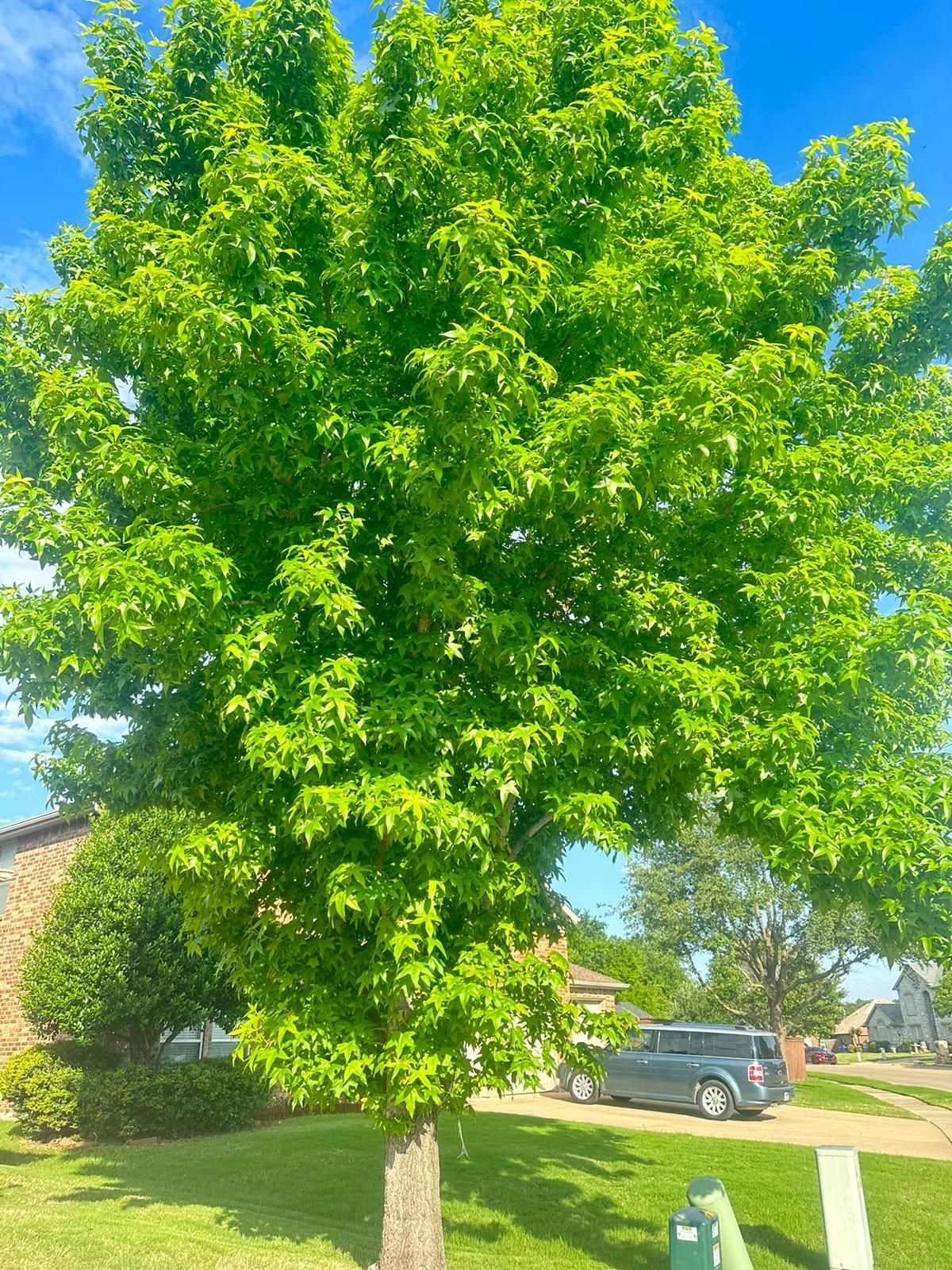 Bright green tree in a suburban yard on a sunny day, with a house and parked car in the background