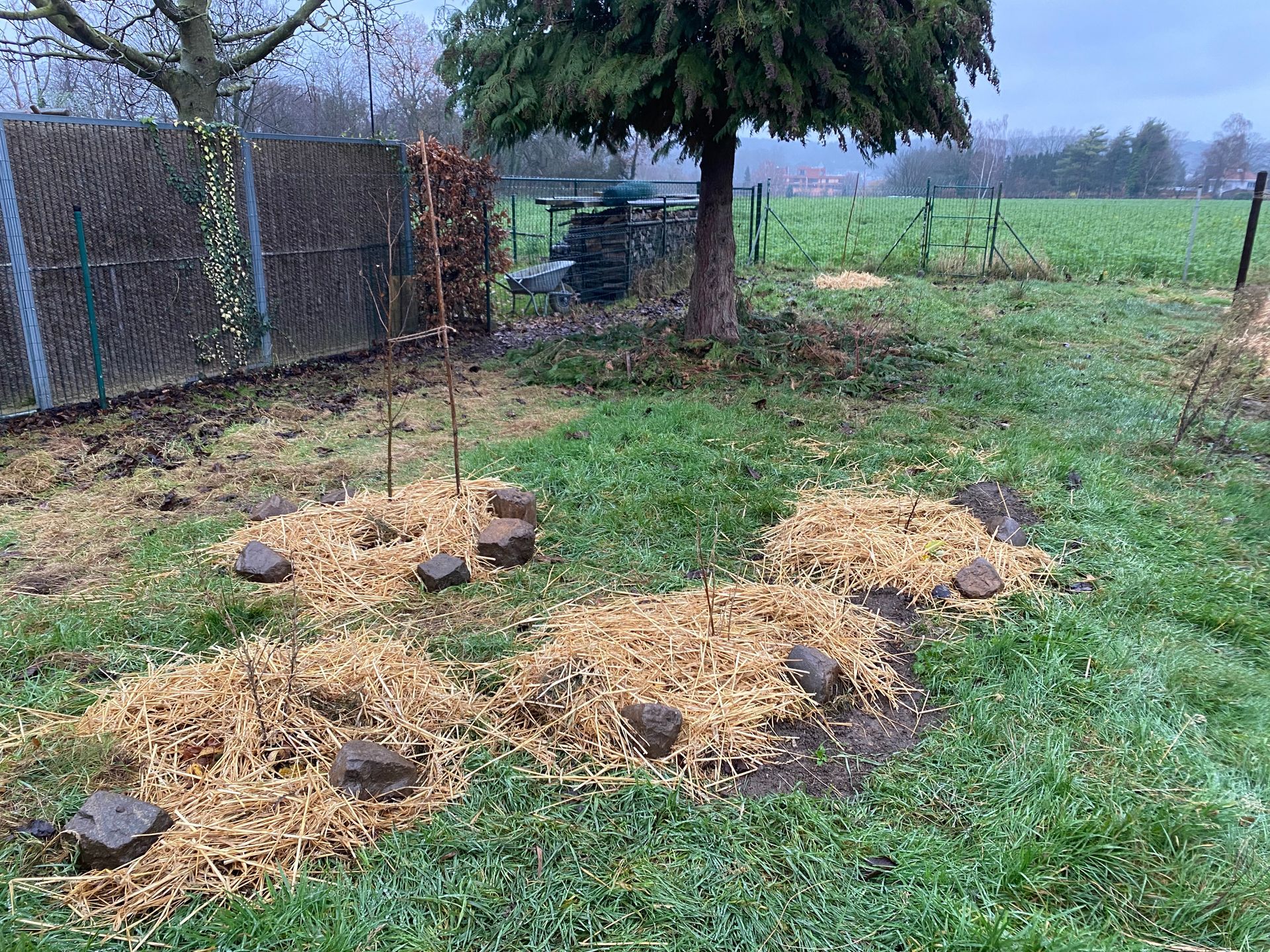 Beplanting van struiken