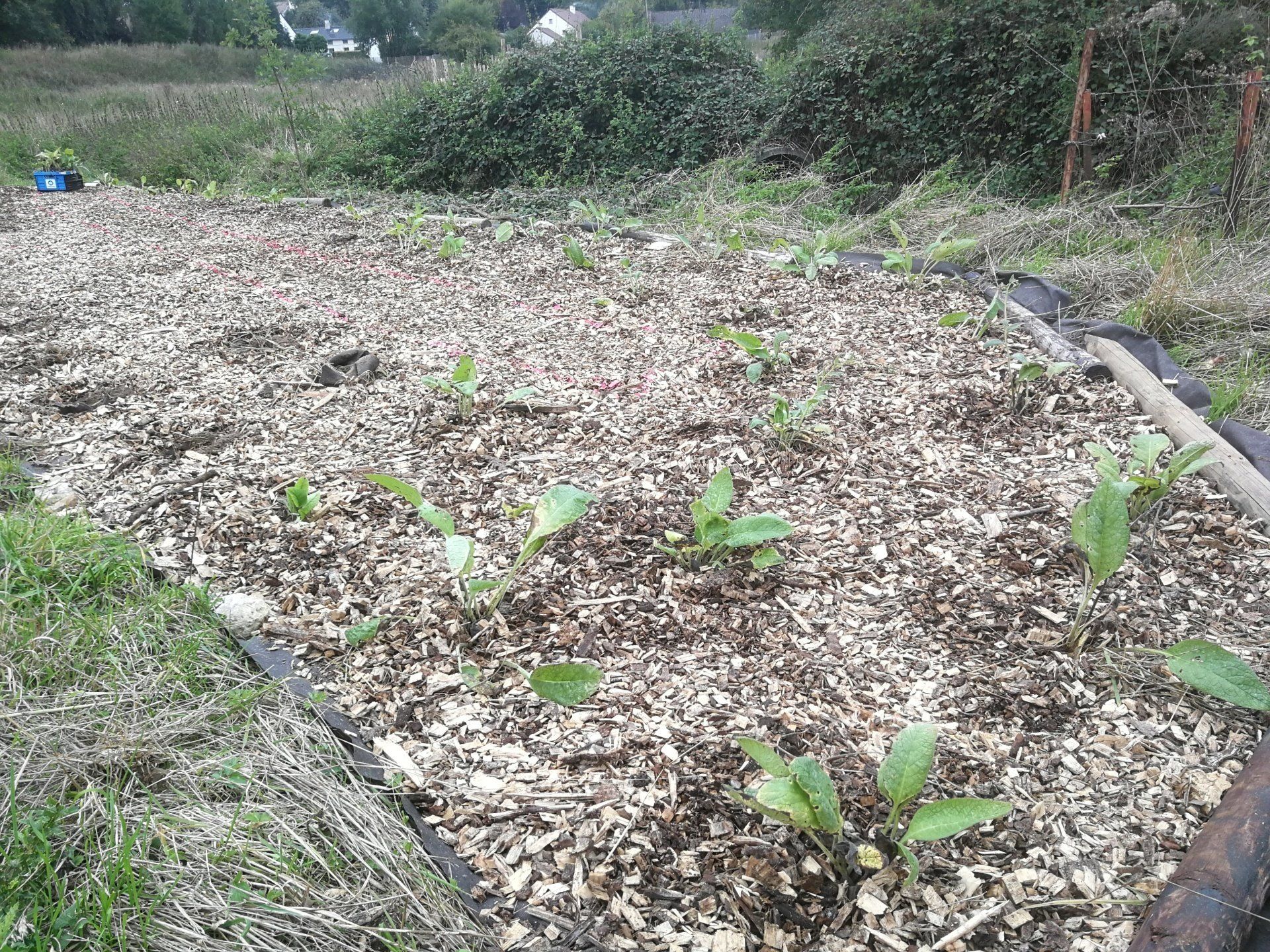 plantation a1 pereniah