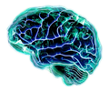 Quantum Biopharma - Brain image