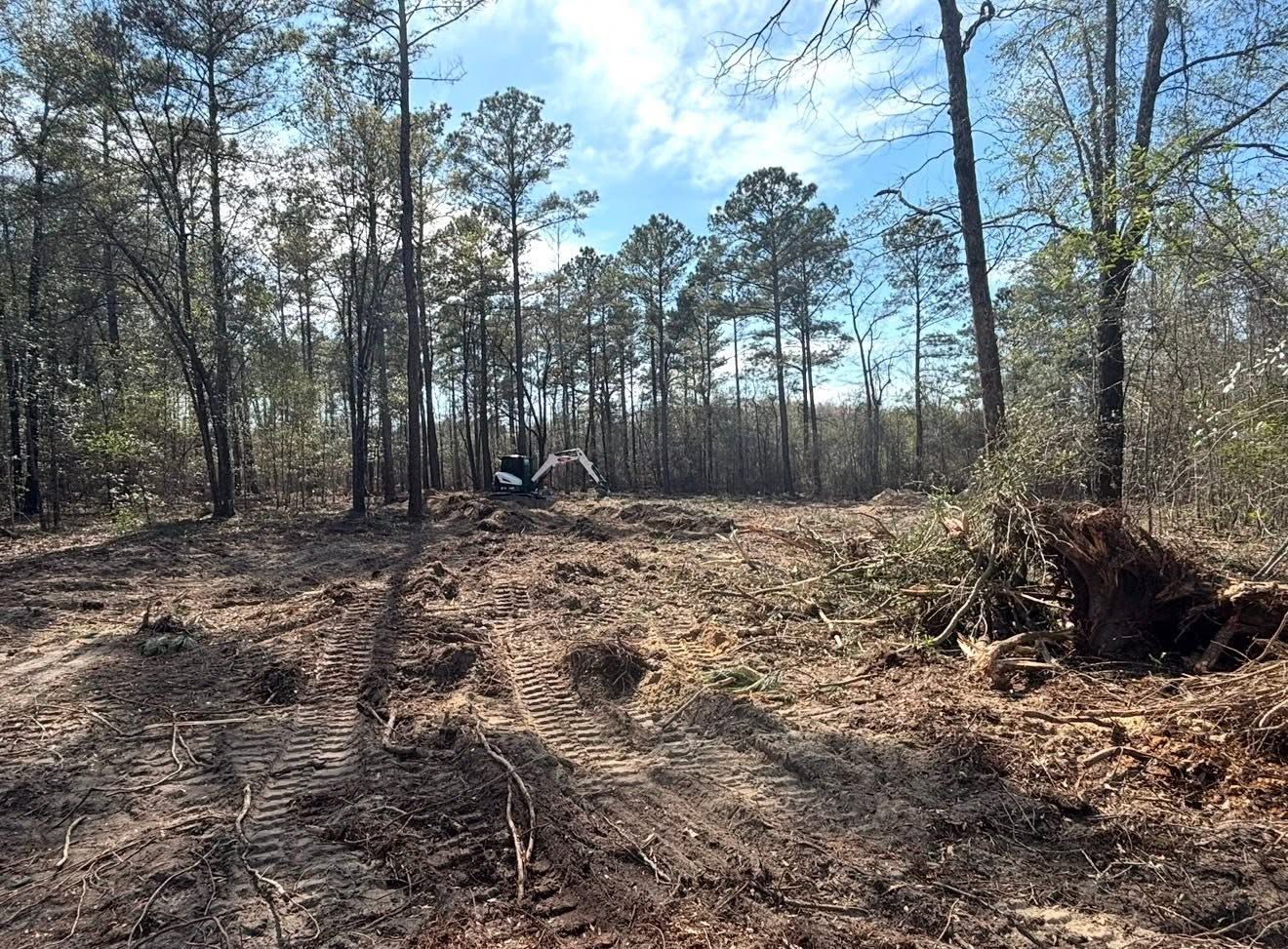 Wooded clearing with leaf-covered ground, tall trees, and a small tent in the distance under a blue sky