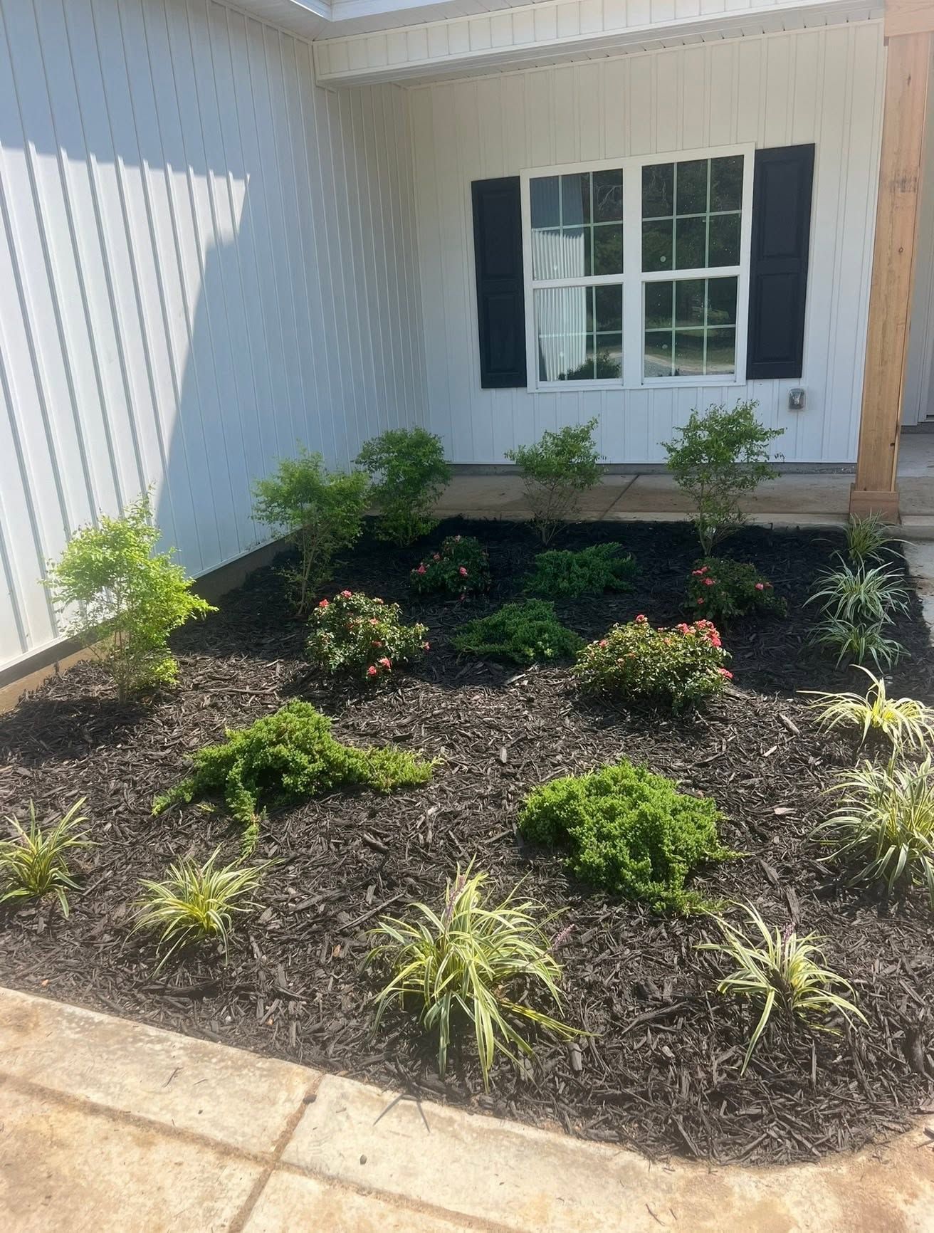 Landscape bed with small shrubs and mulch beside a white house with a window and black shutters