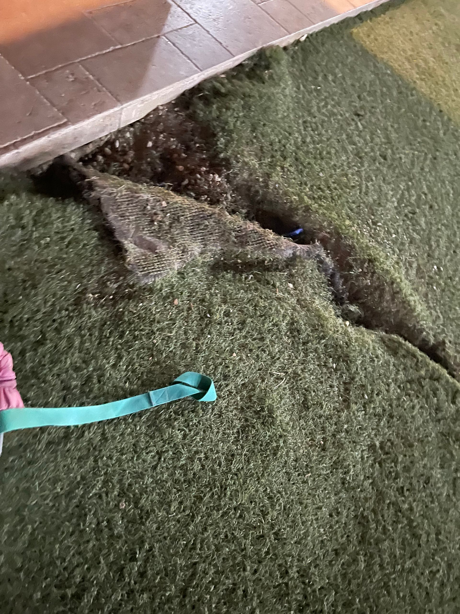 Damaged pet turf that needs replacing