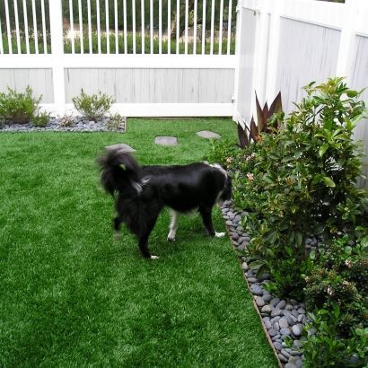 black dog on artificial grass