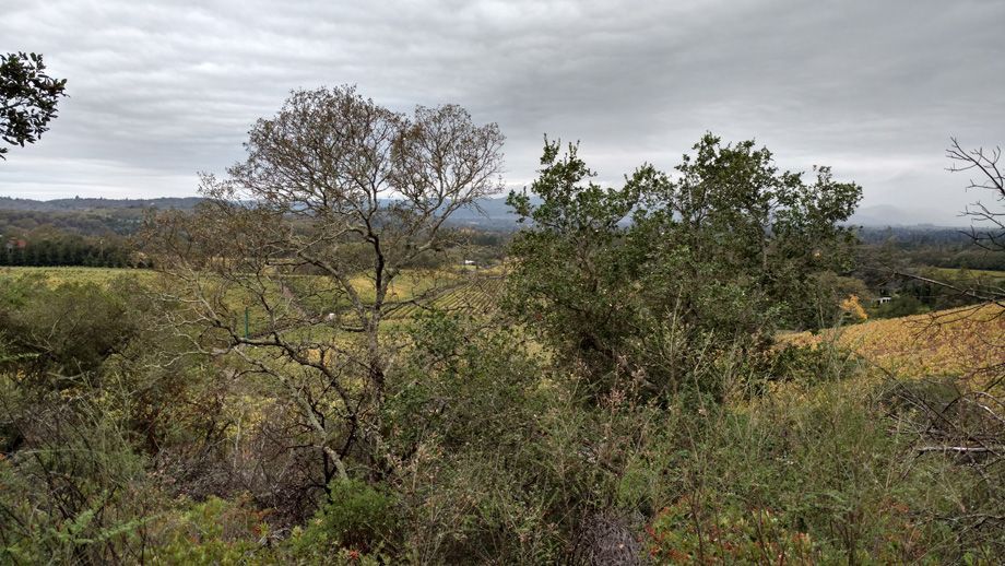 Overgrown hillside with shrubs and trees overlooking a distant valley under a cloudy sky