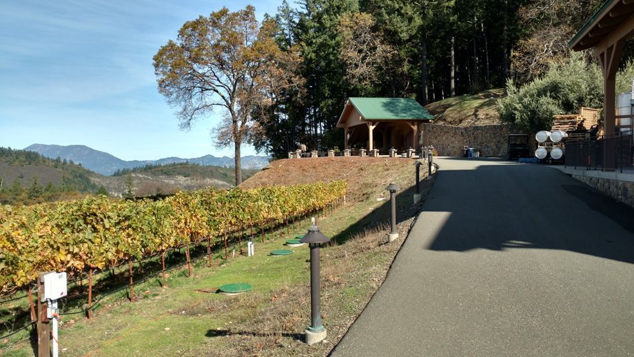Country road beside a vineyard, with a small green-roofed building and trees on a sunny hillside