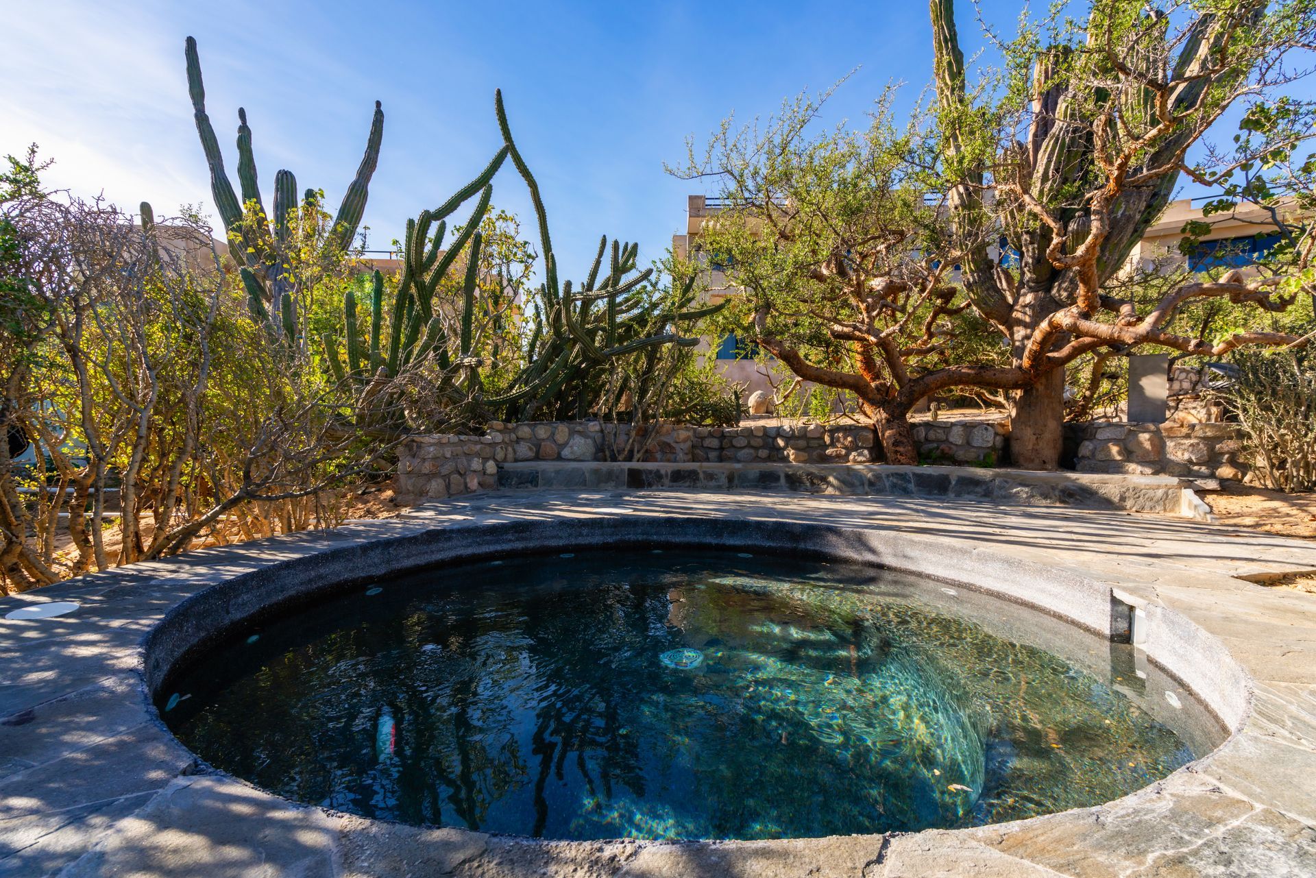 A circular stone swimming pool surrounded by desert vegetation, including cacti and a large tree under a clear blue sky.
