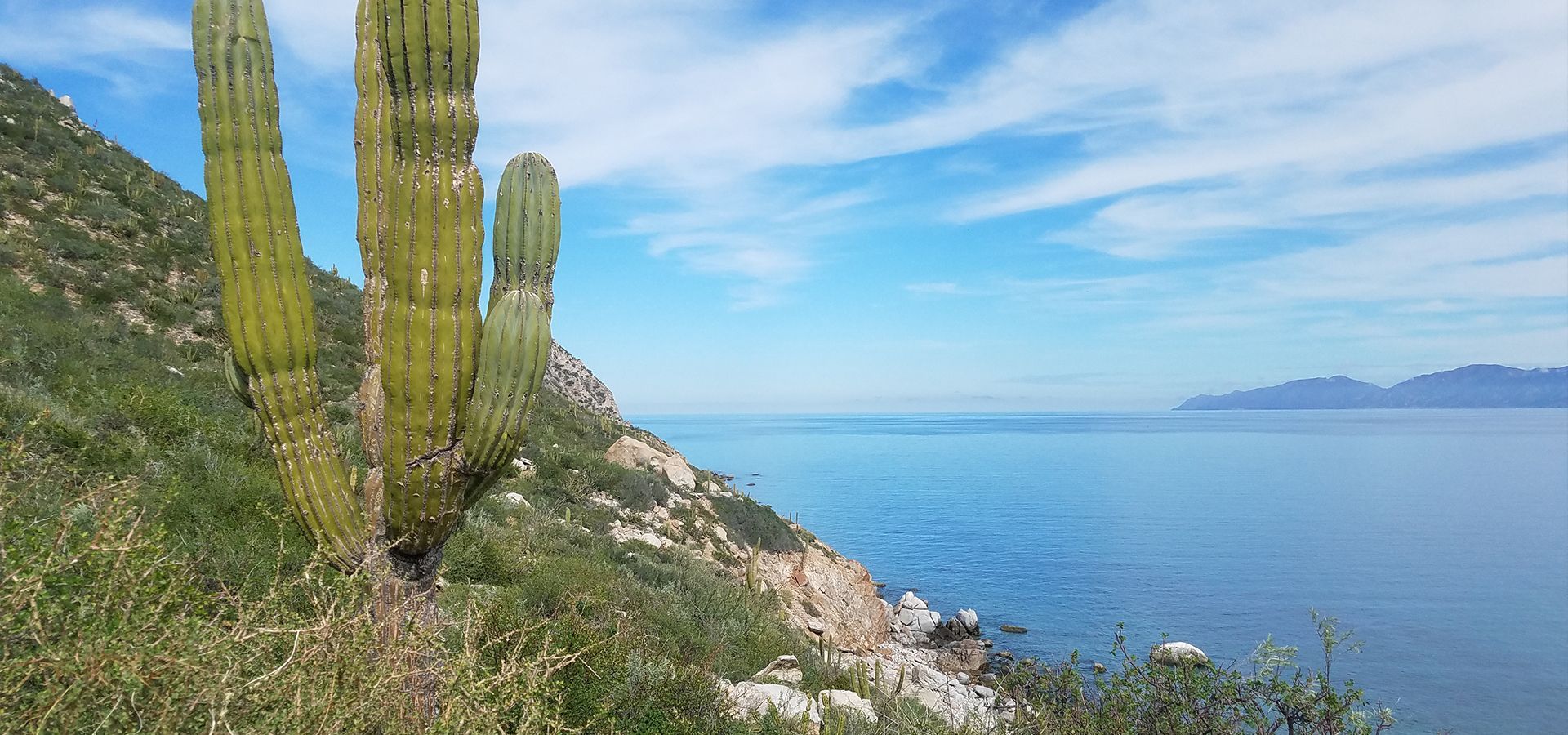 Cactus on a hillside overlooking the ocean, blue sky with wispy clouds.