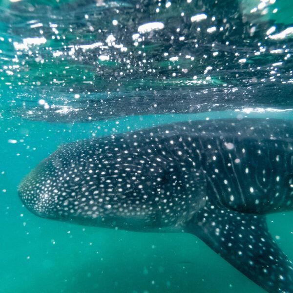 Whale shark swimming underwater with white spots on its dark skin.