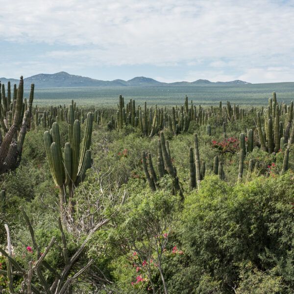 Cactus-filled desert landscape under a cloudy sky, with mountains in the distance.