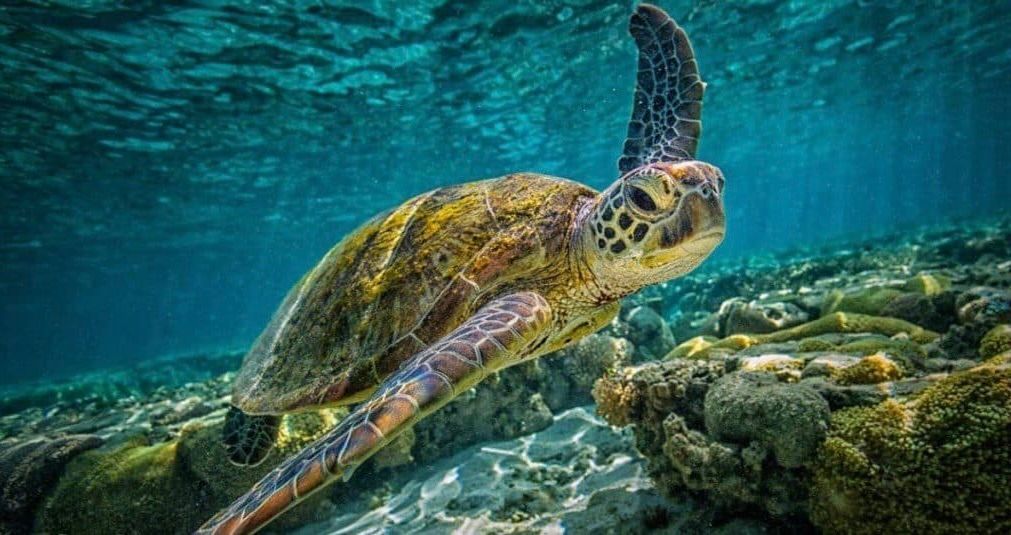 Sea turtle swimming underwater near coral and rocks.