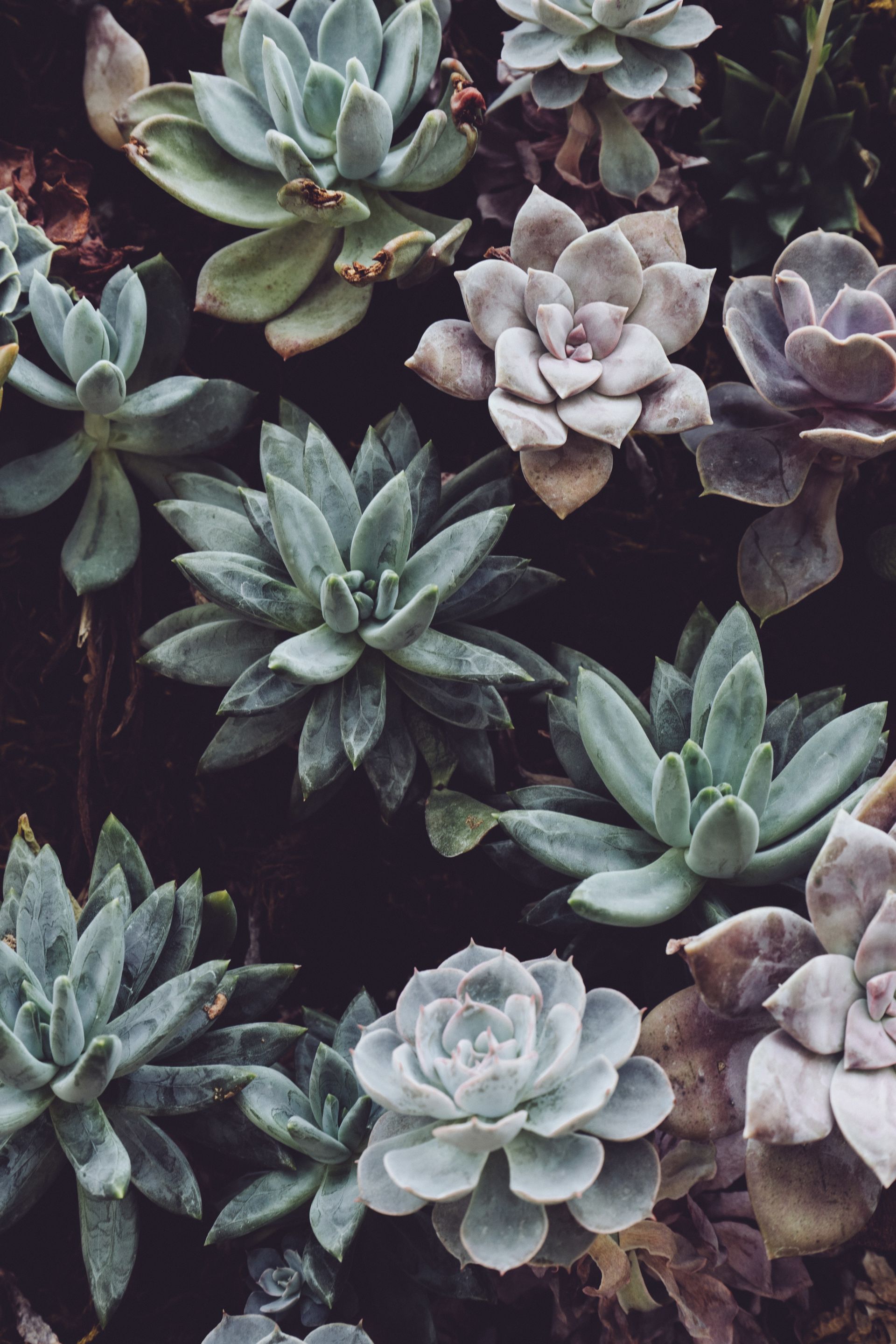 Go green with your Skincare