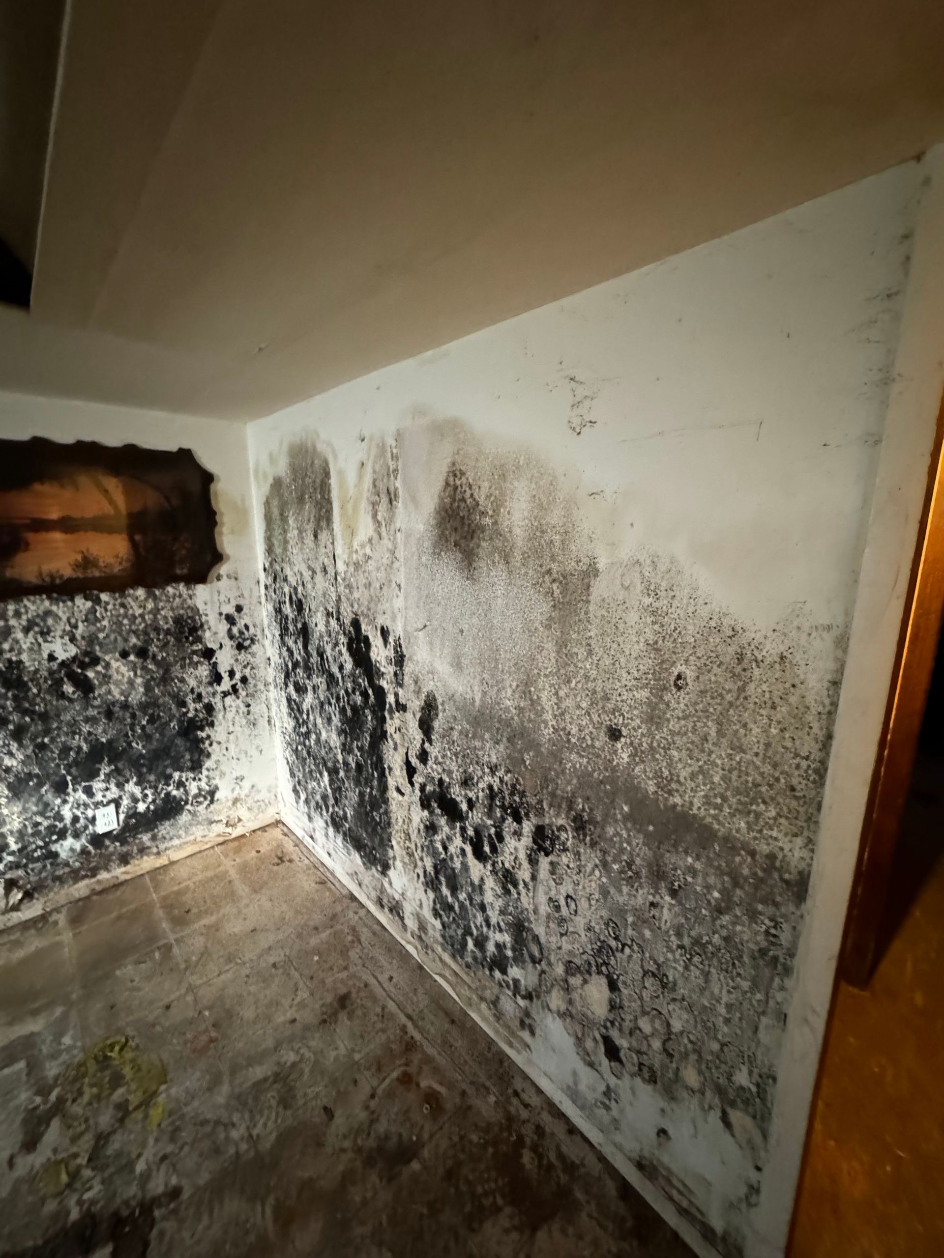 A corner of a room with extensive black mold growth covering the white walls and floor.