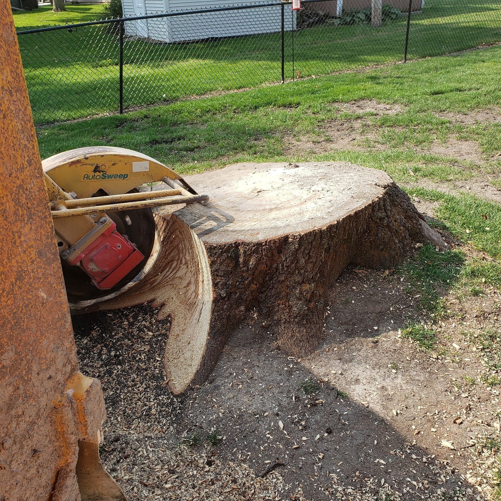 Cut tree stump beside a fence, with a chainsaw resting against it in a grassy yard.