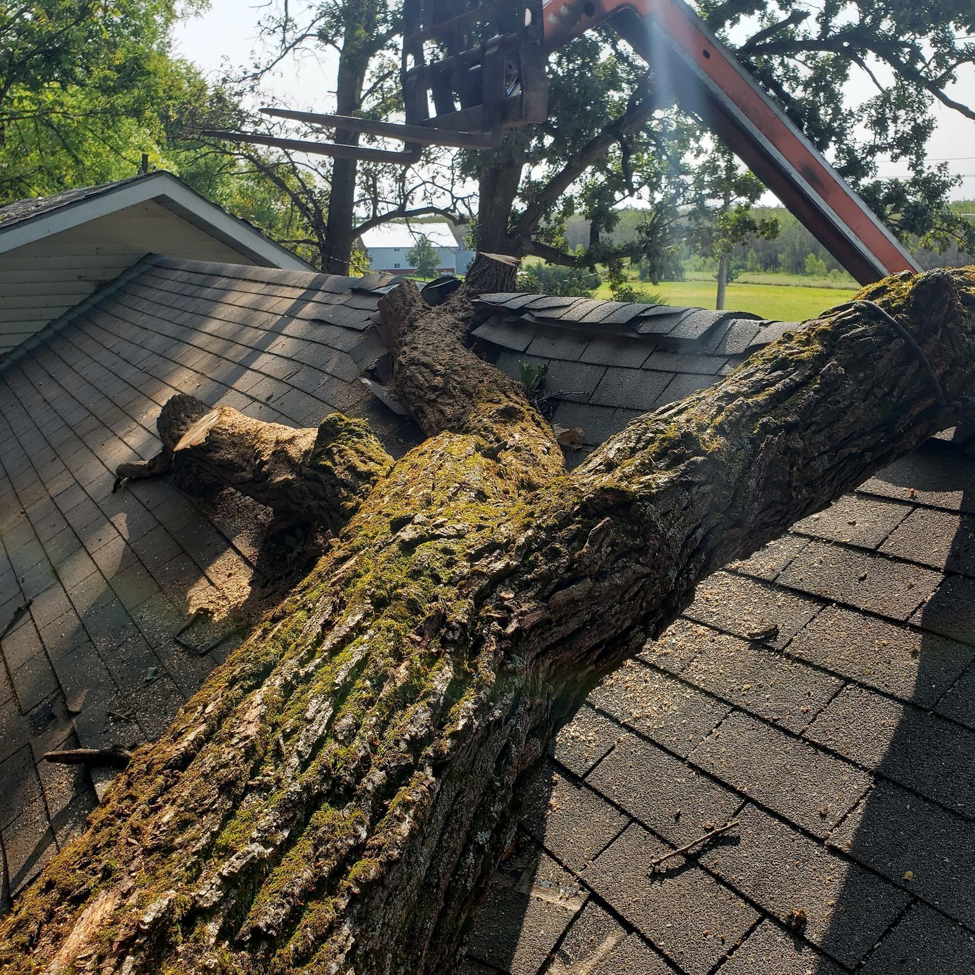 Fallen tree trunk on a shingled roof, damaging the house in bright daylight