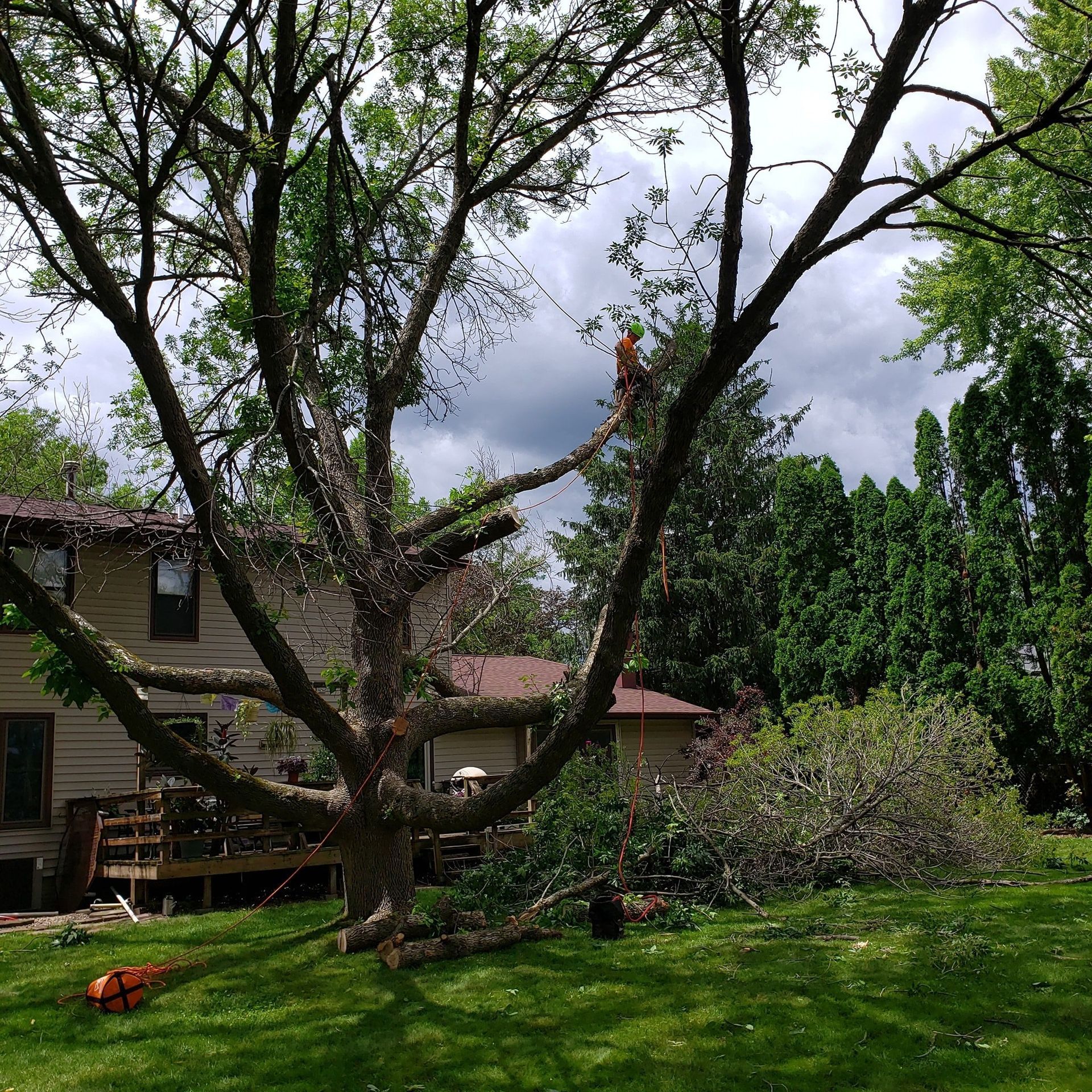 Tree with split trunk in a green yard beside a house under cloudy sky