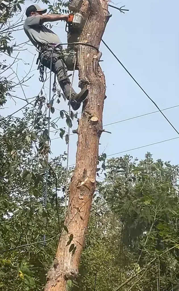 Worker climbing a tall tree with a chainsaw, trimming branches near overhead wires.