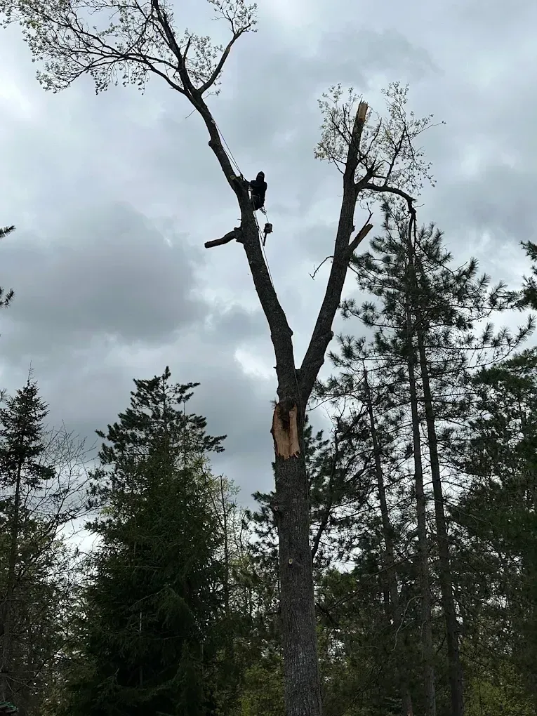 Two people trimming a tall tree in a cloudy forest, with a fresh cut visible on the trunk.