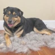 Black-and-tan dog lying on a fluffy gray rug, panting with a relaxed expression.