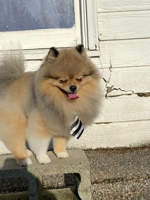 Fluffy tan dog in a black-and-white striped tie standing by a weathered white wall, tongue out.