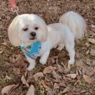Small white dog wearing a blue bandana standing on dry leaves outdoors.
