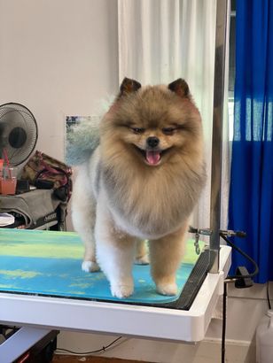 Fluffy tan-and-white dog standing on a grooming table, panting with tongue out, in a room with curtains and a fan