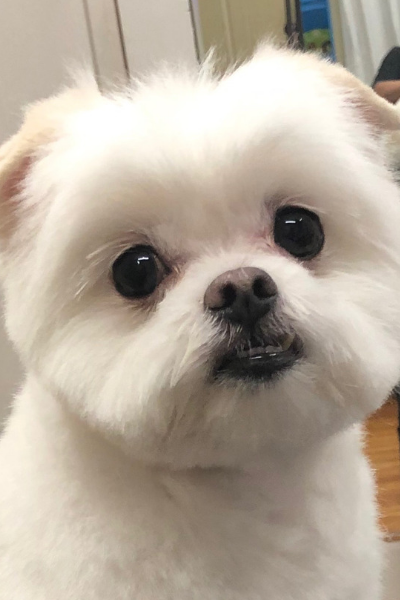 Small fluffy white dog with round dark eyes, looking at the camera indoors.