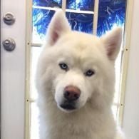 White husky with blue eyes standing by a door, looking directly at the camera.