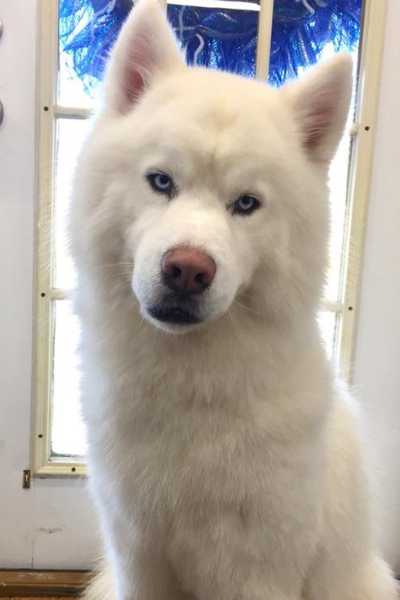 White husky with blue eyes sitting indoors, facing the camera with a calm expression.