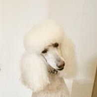 White poodle with a fluffy groomed coat against a plain light wall