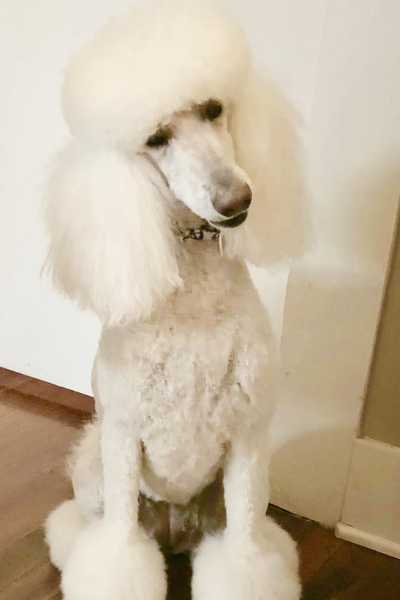 White standard poodle with a fluffy groom, sitting indoors against a wall.