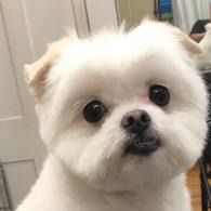 Small fluffy white dog with round dark eyes and a black nose, sitting indoors and looking at the camera