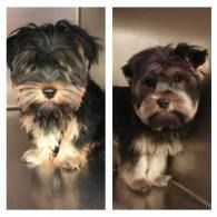 Two small shaggy black-and-tan dogs sitting side by side on a floor