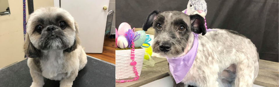 Two small dogs on a couch, one in a purple bandana beside Easter decorations.