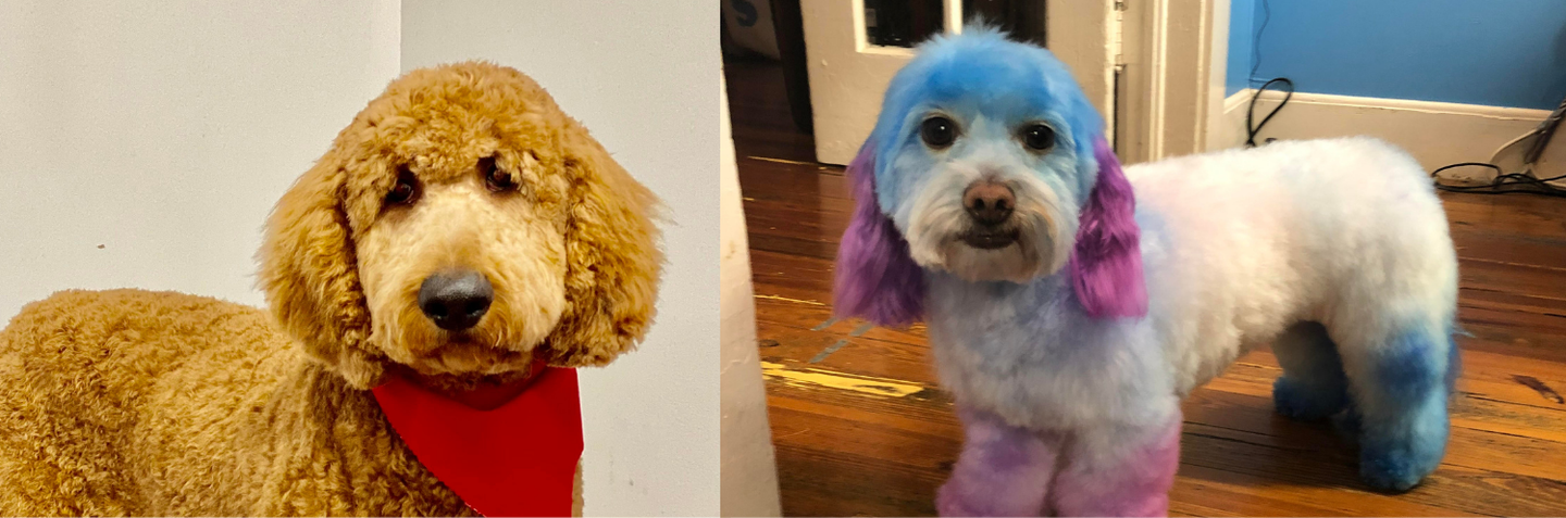 Two small poodles: one tan with a red bandana, one white with blue and purple dyed fur.