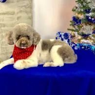 Small dog in a red scarf lying on a blue blanket beside a decorated Christmas tree.