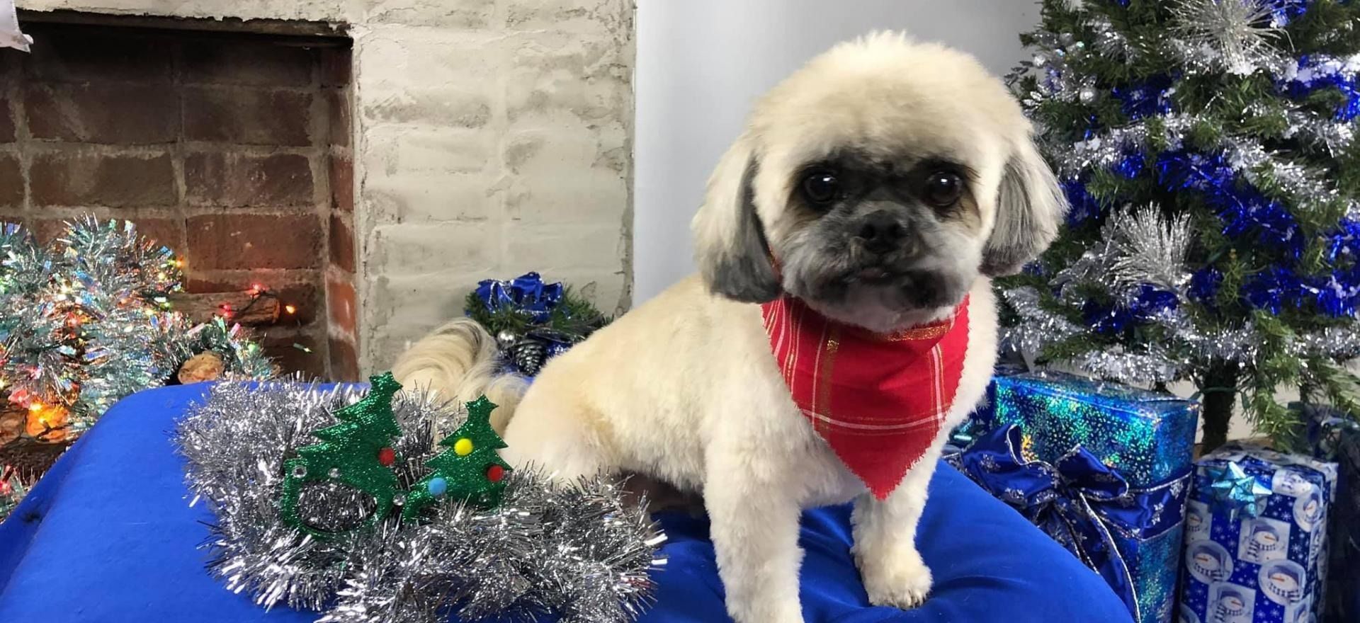 Small fluffy dog with a red bandana sitting on a blue blanket beside a decorated Christmas tree