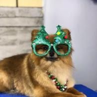 Fluffy dog wearing green glittery Christmas tree glasses and a festive necklace, sitting on a blue cushion