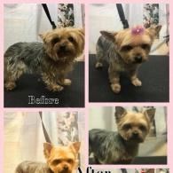 Before-and-after collage of a small Yorkshire terrier during grooming, with pink bows and trimmed fur.