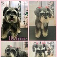 Four-panel before-and-after of a black-and-gray dog groomed into a neat, fluffy trim