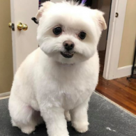 Small fluffy white dog sitting indoors on a gray rug, looking at the camera.