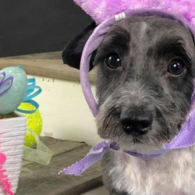 Small black-and-gray dog wearing a purple hood, looking at the camera indoors.