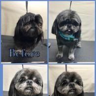 Before-and-after collage of a small black-and-white dog grooming transformation.