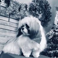 Small fluffy white dog with long hair sitting beside a decorated Christmas tree and garland.