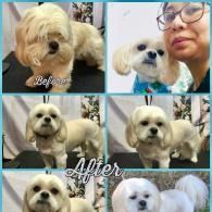 Before-and-after collage of a small white dog groomed, with owner posing beside it.