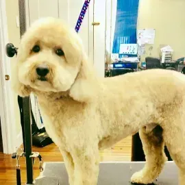 Cream-colored poodle standing indoors beside a grooming stand, looking at the camera.