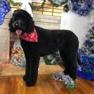 Black poodle wearing a red bandana, standing indoors on a wooden floor with floral decorations.